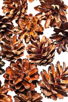 Pine cones assortment isolated on white background Stock Photos
