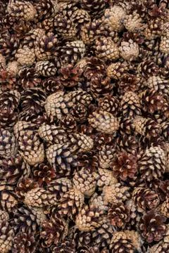 Pine cones background Stock Photos