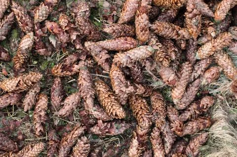 Pine Cones Background Foto stock
