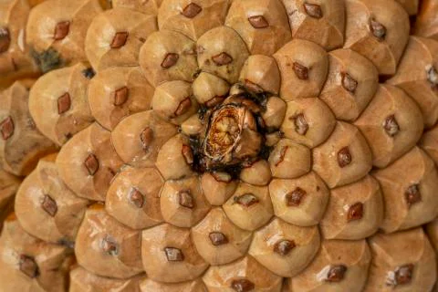 Pine cones background Stock Photos