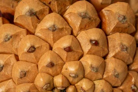 Pine cones background Stock Photos