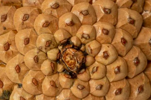 Pine cones background Stock Photos