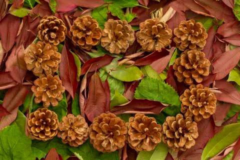 Pine cones background Stock Photos