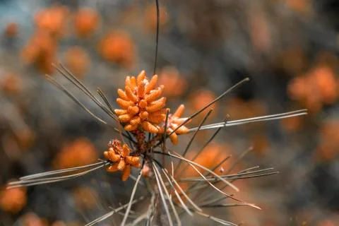 Pine cones background Stock Photos