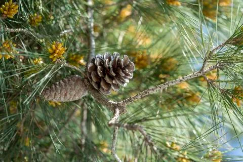 Pine cones background Stock Photos