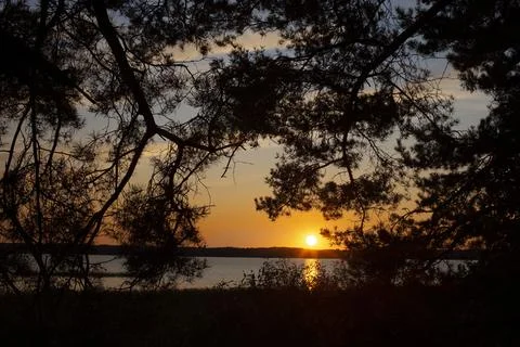 Pine with cones on the background of a sunset on the lake Stock Photos