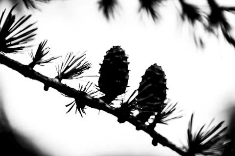 Pine cones in backlight Stock Photos