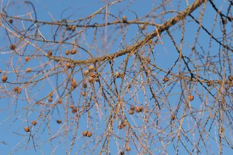 Pine cones on bare branches against clear blue sky, crisp daylight, intricate Stock Photos