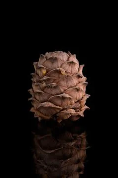 Pine cones on a black background Stock Photos