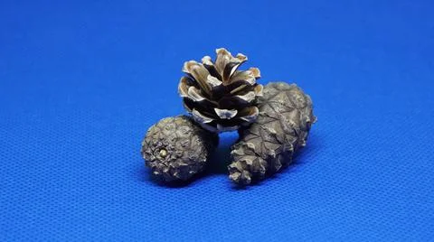 Pine cones on a blue background 写真素材