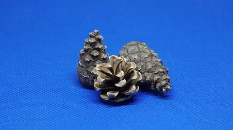 Pine cones on a blue background 写真素材