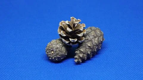 Pine cones on a blue background Stock Photos