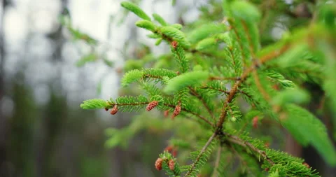 Pine cones in the boreal forest of Quebec north / Hand held Vídeo Stock 130983683