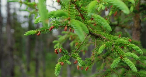 Pine cones in the boreal forest of Quebec north / Hand held Stock Footage 130983786