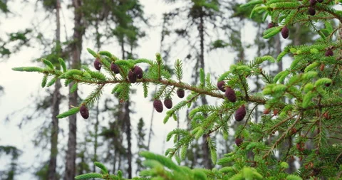 Pine cones in the boreal forest of Quebec north / Hand held Stockbeeldmateriaal 130983793