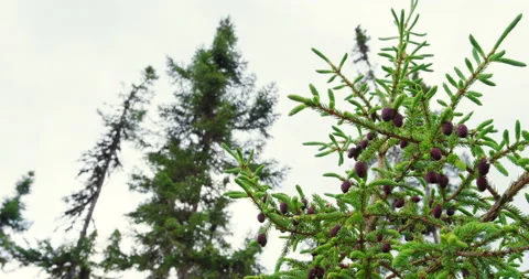 Pine cones in the boreal forest of Quebec north / Hand held Vídeo Stock 130983812