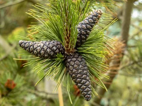 Pine cones on a Bosnian pine tree branch Stock Photos
