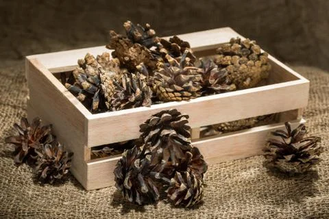 Pine cones in a box on the table Stock Photos
