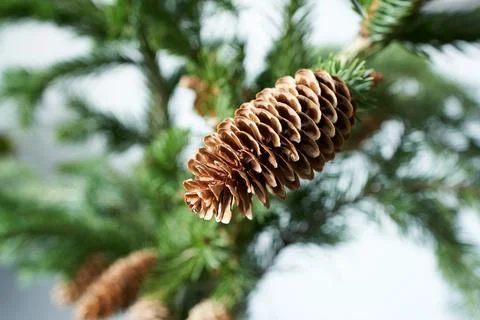 Pine cones on a branch of a Christmas tree close-up Stock Photos
