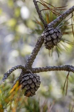 Pine cones on a branch close up Stock Photos