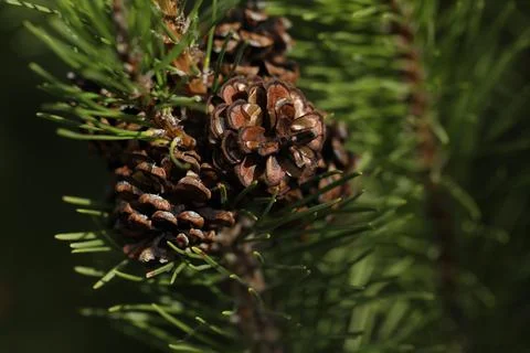 Pine cones on the branch close up Stock Photos