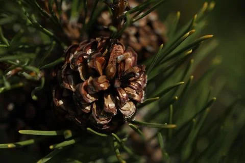 Pine cones on the branch close up Foto stock