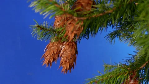 Pine Cones On Branch Closeup Bluescreen For Compositing Stock Footage 165056005