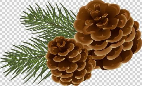 Pine cones on branch, illustration on transparent, png. drawing of seasonal.. イラスト素材