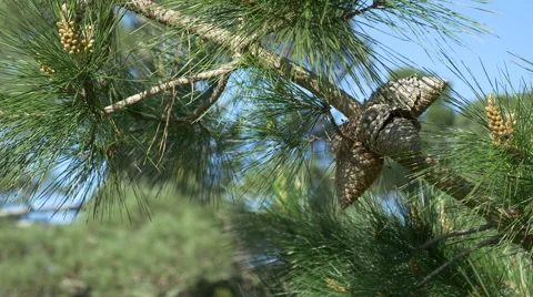 Pine cones on a branch - pan Stock Footage 54284782