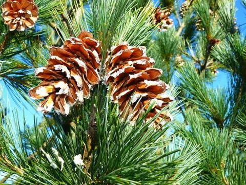 Pine cones on a branch Stock Photos