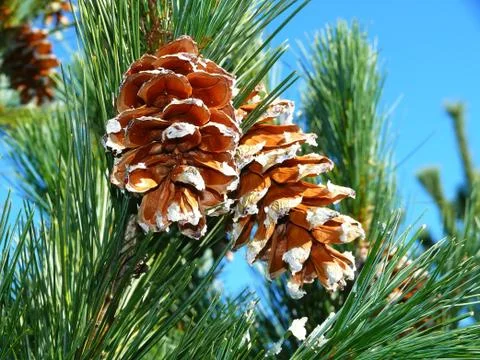Pine cones on a branch Stock Photos