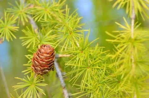 Pine cones on branch Stock Photos