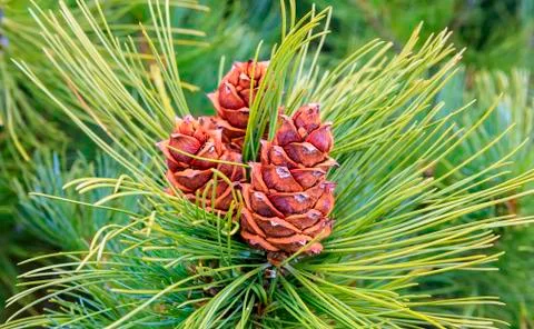 Pine cones on branch Stock Photos