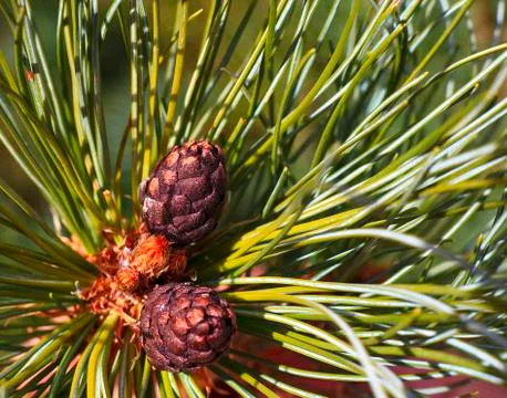Pine cones on branch Stock Photos