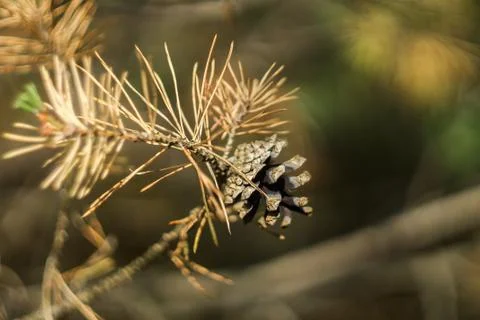 Pine cones on a branch Stock Photos