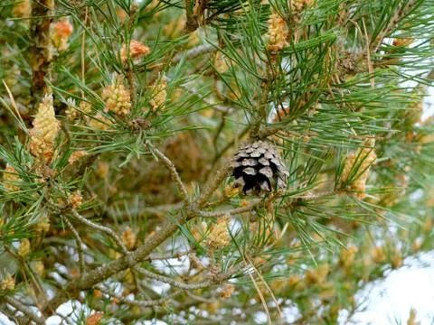 Pine cones on a branch Foto stock