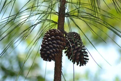 Pine Cones on a Branch Stock-Fotos