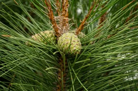Pine cones on a branch 스톡 사진
