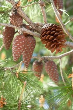Pine Cones on a Branch Stock Photos