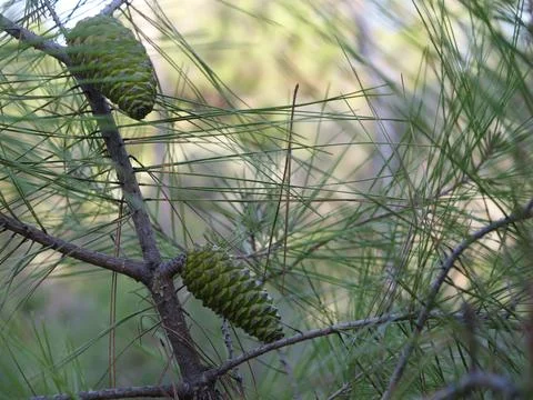 Pine cones on a branch 写真素材