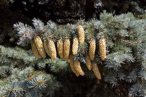 Pine cones on the branch. Stock Photos