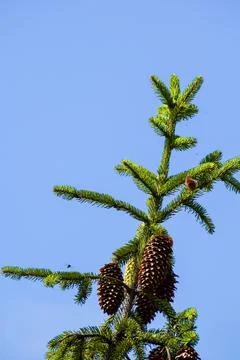 Pine cones on a branch Foto stock