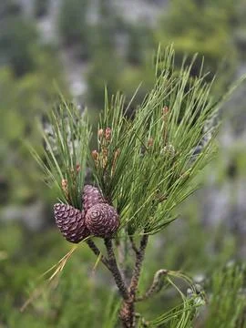 Pine cones branch Stock Photos