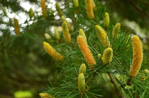 Pine cones on a branch with some in focus Stock Photos