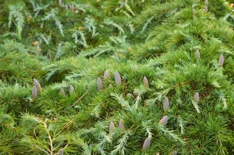 Pine cones on a branch with some in focus Stock Photos