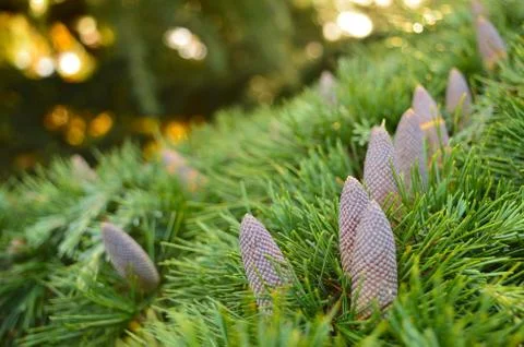 Pine cones on a branch with some in focus Foto stock