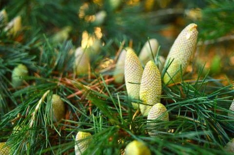 Pine cones on a branch with some in focus Stock Photos