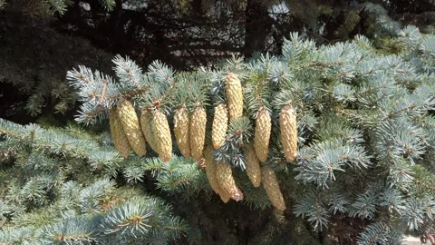 Pine cones on the branch of tree. Stock Footage 247320245