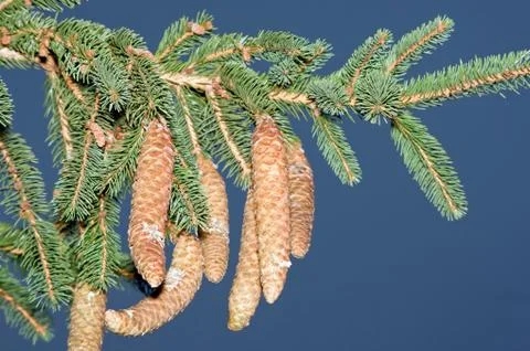 Pine cones, branches Stock Photos