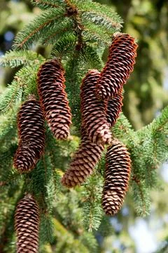 Pine cones, branches Stock Photos